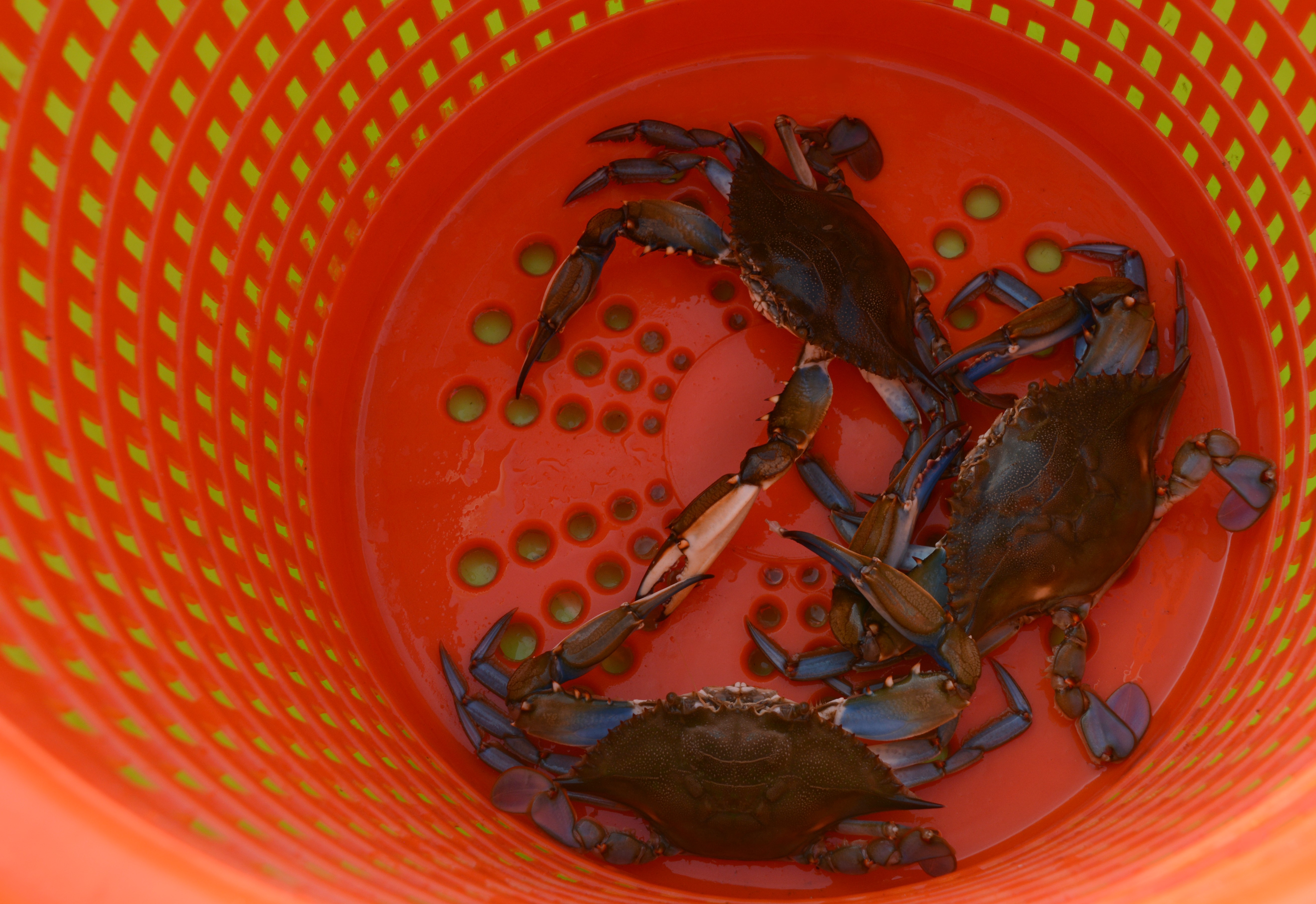 Adventures In Crabbing  The Natural History Log