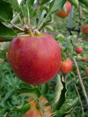 Cosmic Crisp Apple vs Honeycrisp Apple: Comparison & Review 